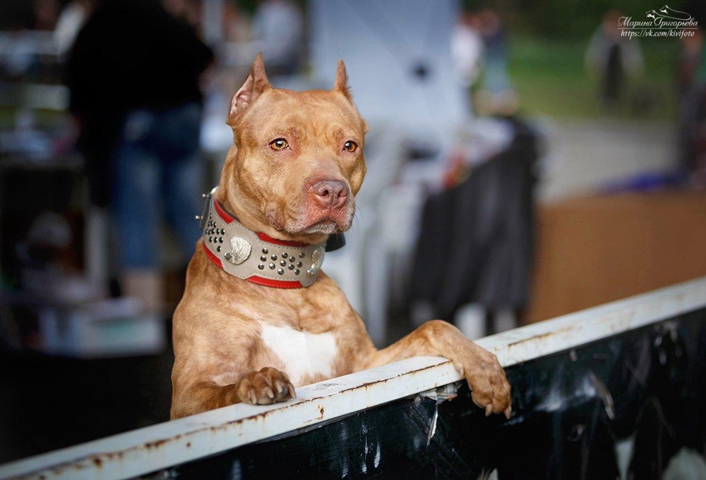 Brave Fighter's Wisteria