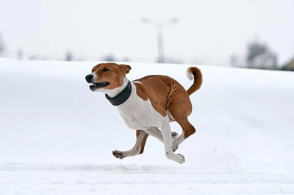 Итури Паззл Тапива