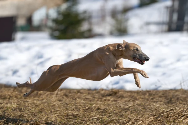 Stangers Land Daring Greatly