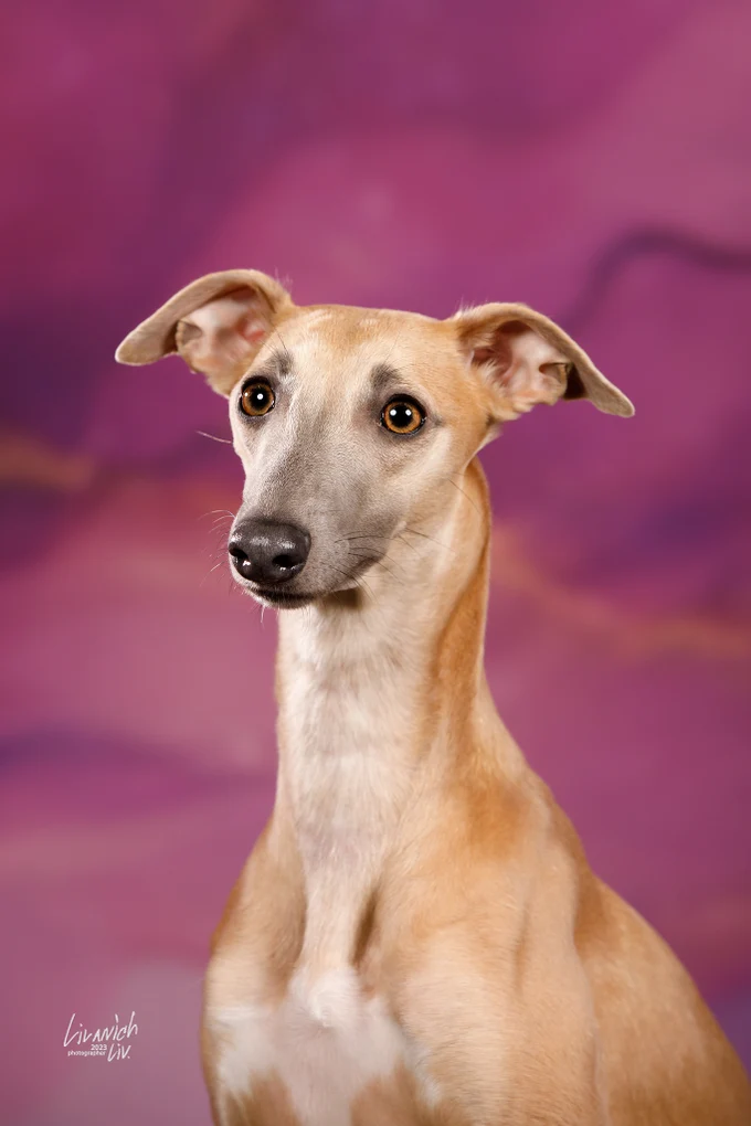 Stangers Land Daring Greatly