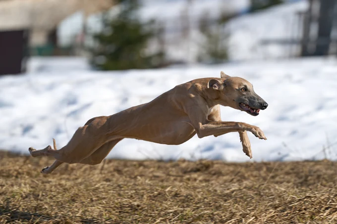 Stangers Land Daring Greatly